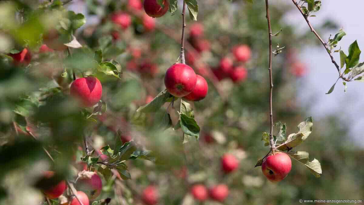 Himbeere, Apfel, Johannisbeere: Welche Sträucher und Bäume Sie jetzt pflanzen sollten