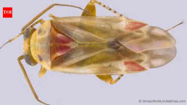 A Taylor Swift fan helped describe 12 new insect species; 4 species named after her music and life