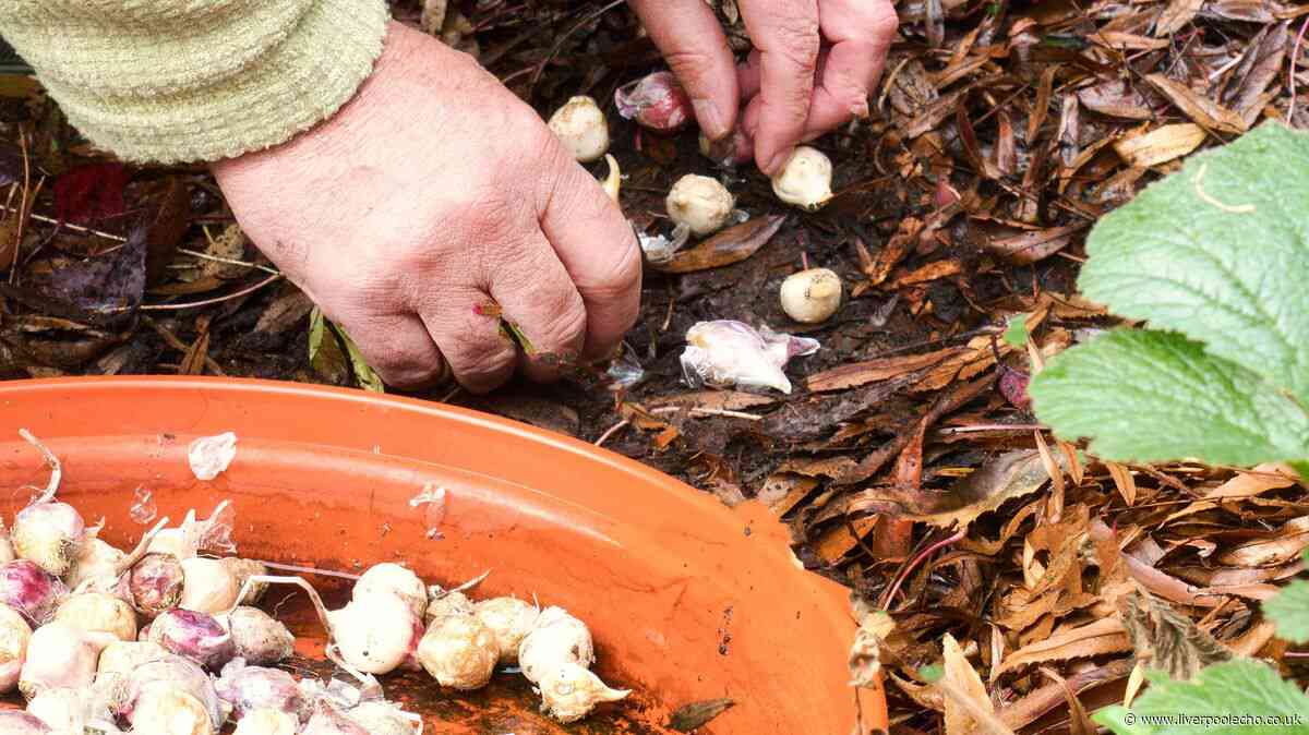 Plant 2 beautiful bulbs now for a gorgeous spring display next year