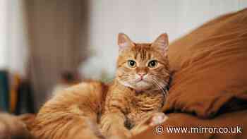 ‘Box-ticking’ consultations that saw public asked three-times about microchipping cats to be scrapped