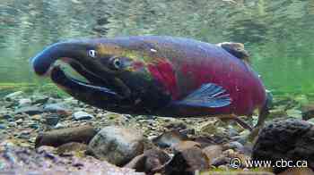 River levels highly variable across Vancouver Island as salmon spawn approaches