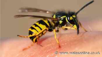 Common homeowner mistake that makes wasps more 'aggressive' in September