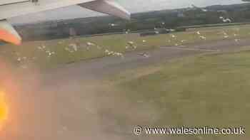 Emergency landing at Cardiff Airport after bird strike sparks flames