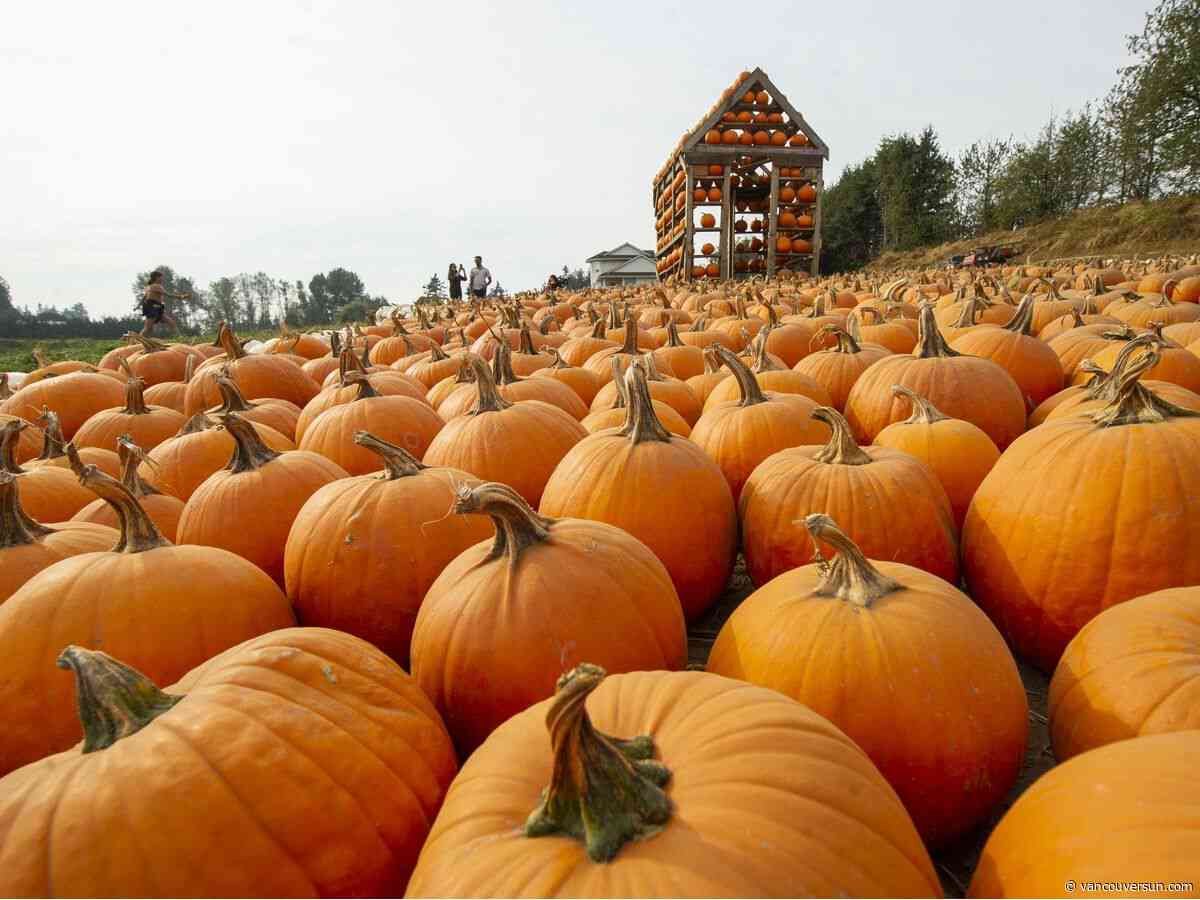 Metro Vancouver pumpkin patches: Here are 11 patches to visit this fall