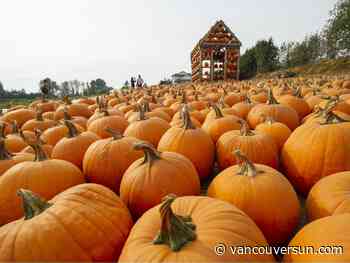Metro Vancouver pumpkin patches: Here are 11 patches to visit this fall