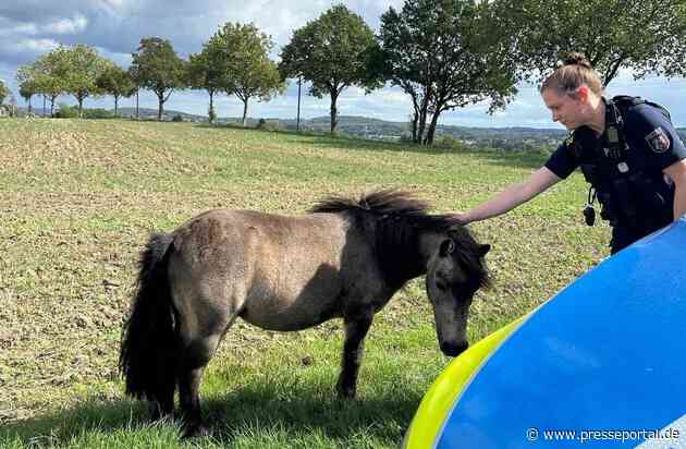 POL-UN: Schwerte - Polizei fängt ausgebüxte Ponys in Wandhofen mit Flatterband ein