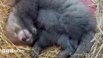 Watch: First days of life for red panda cubs