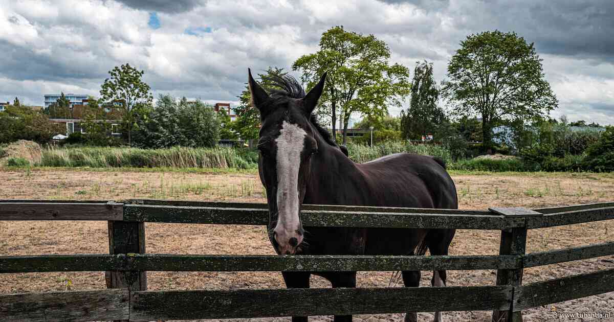 Zeven invallen in Nederland bij groot onderzoek naar fraude met paardenvlees, drie arrestaties in België
