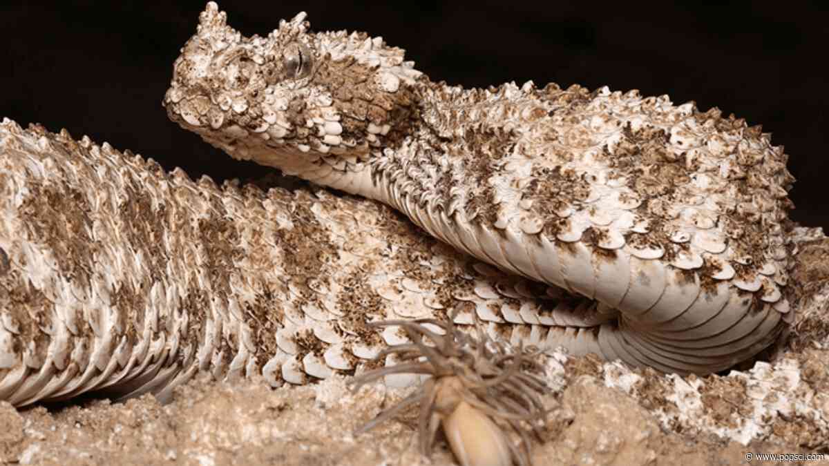 Snake that hunts with fake spider on its tail shocks scientists