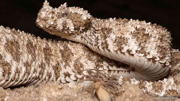 Snake that hunts with fake spider on its tail shocks scientists