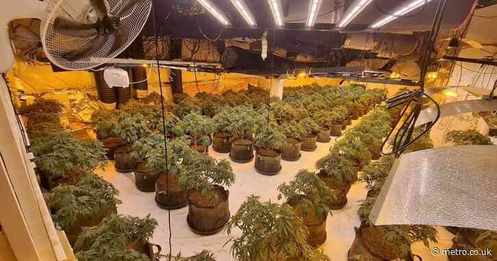 Police discover cannabis grow house hidden in old BHS store