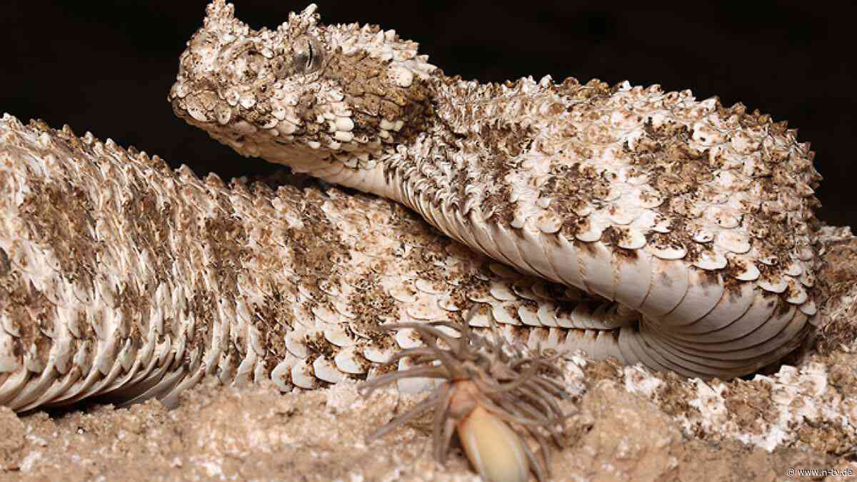 "Unglaublich und total cool": Dieses Tier ist vorn Schlange und hinten Spinne