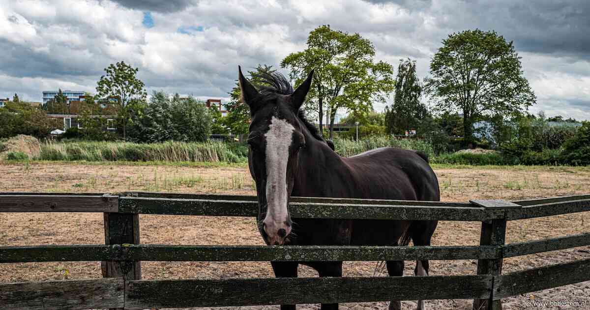 Crimineel netwerk sluist sportpaarden de voedselketen in: politie doet invallen, waarvan zeven in Nederland