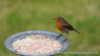 Best place to put your bird feeder to attract robins to your garden