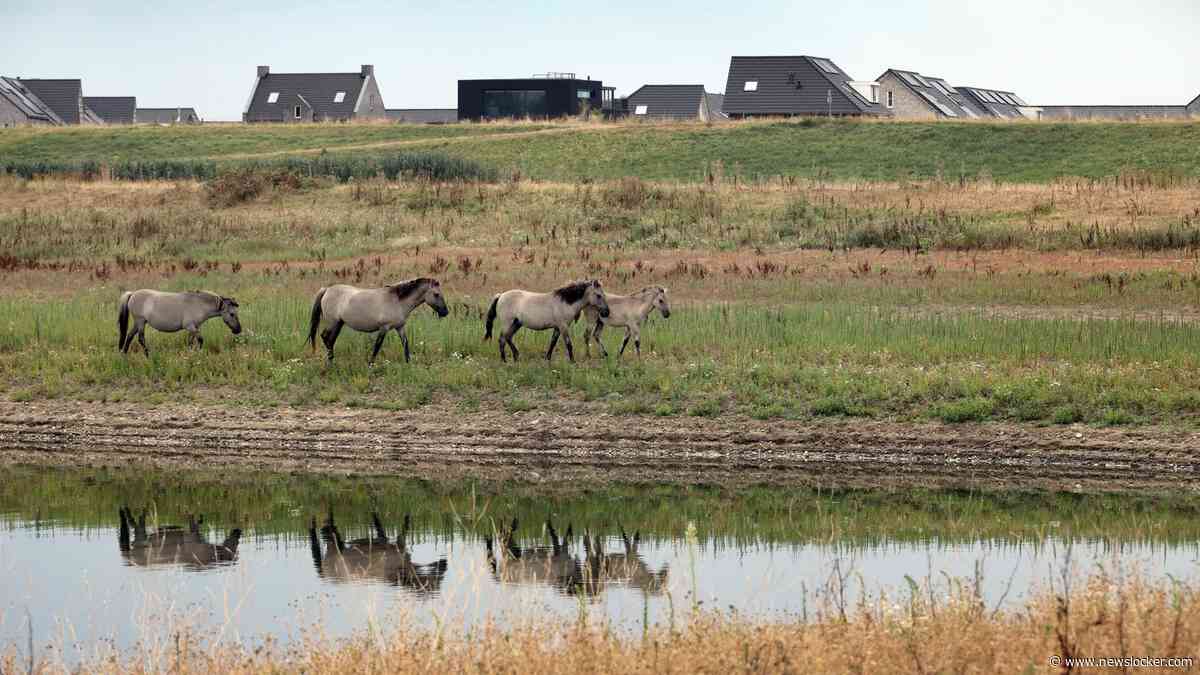 Invallen in vier landen in onderzoek naar zwendel met paarden