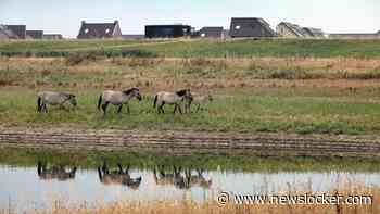 Invallen in vier landen in onderzoek naar zwendel met paarden