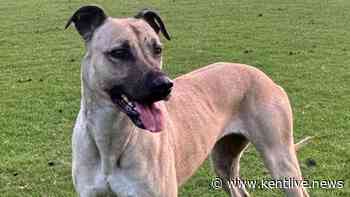 Dog stolen from kennel near Sevenoaks as police appeal for information