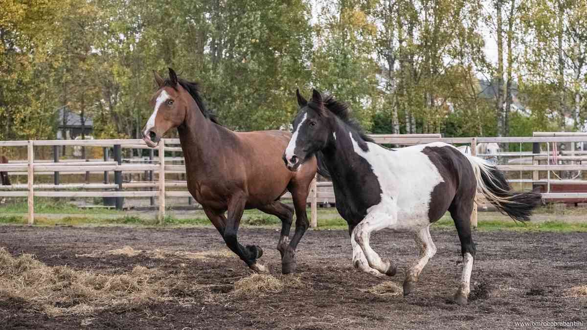 Invallen in Brabant om gesjoemel met paardenpaspoorten