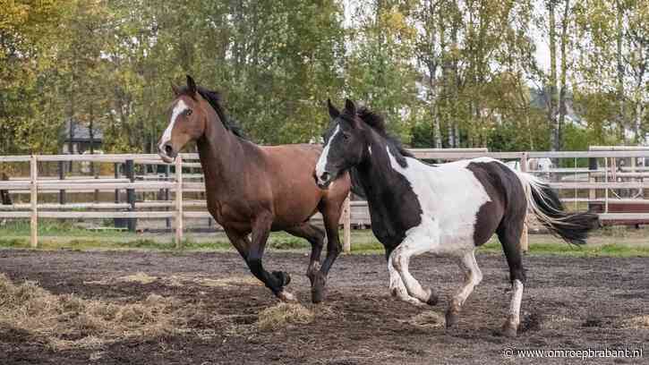 Invallen in Brabant om gesjoemel met paardenpaspoorten