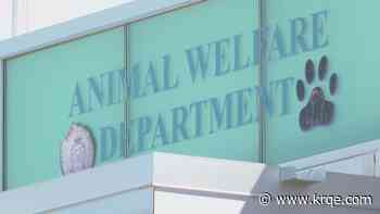 Albuquerque Animal Welfare Department looking for volunteers