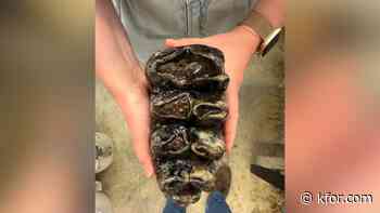 Massive Ice Age-era mastodon tooth found in California creek