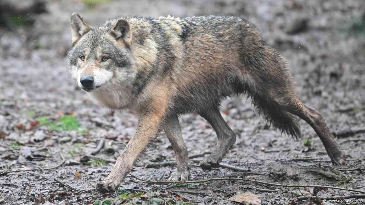 Wolf läuft durch Wohngebiet bei Hamburg – ist das die neue Realität?