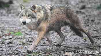 Wolf läuft durch Wohngebiet bei Hamburg – ist das die neue Realität?