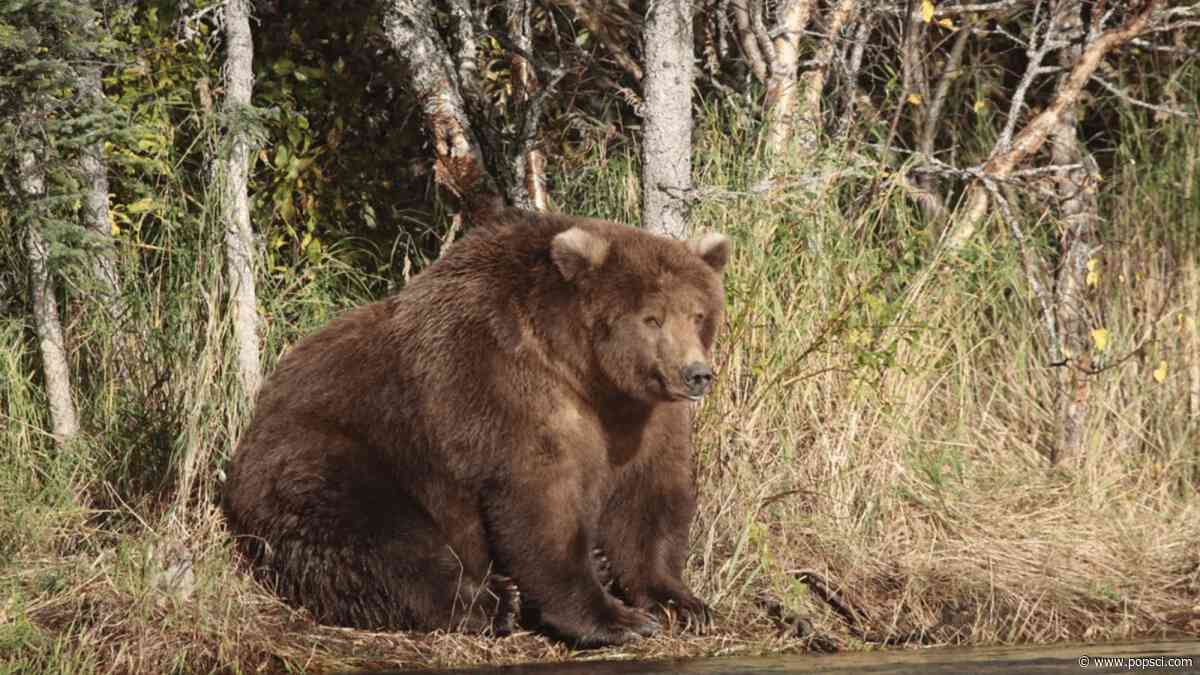 Fat Bear Week kicks off September 22