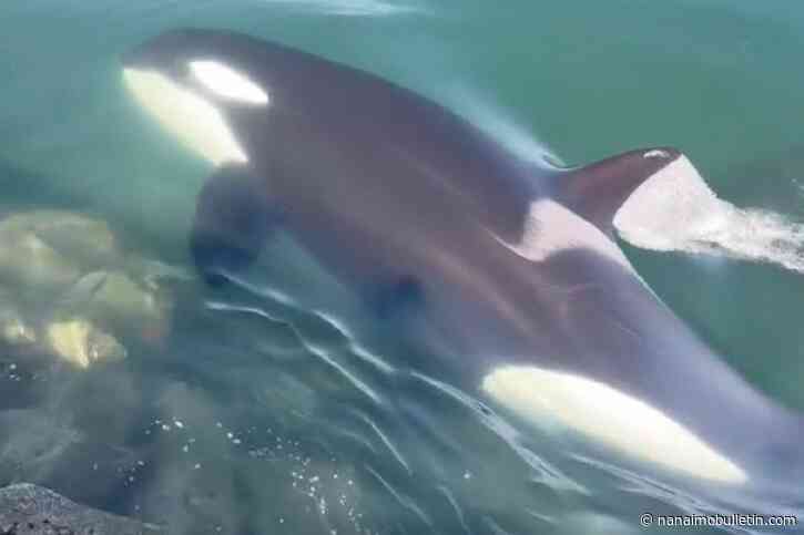 Natural born killer whales: B.C. man witnesses orca seal buffet hunt