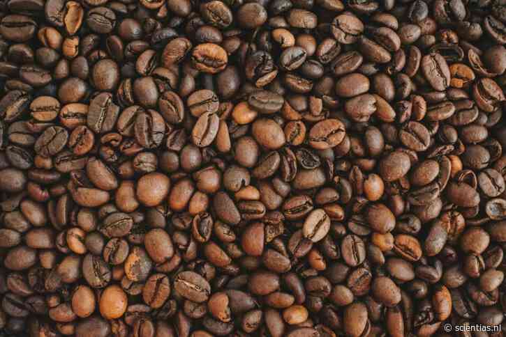 Cafeïne in het water heeft op vlokreeftjes hetzelfde effect als deze parasiet