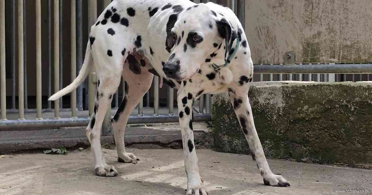 "7 Jahre Hölle": Tierheim Würzburg berichtet von traurigem Hunde-Schicksal