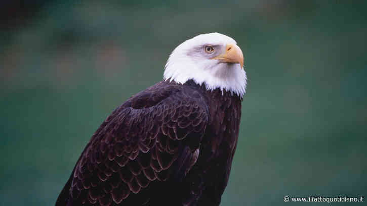 Oltre 20 Stati fanno causa all’amministrazione Trump: “Ha indebolito la legge federale sulle specie in via d’estinzione”