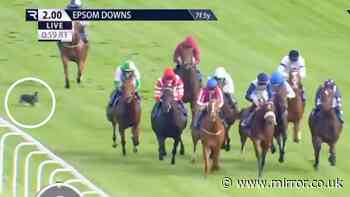 "I was praying he was alright" - Epsom jockey speaks after dog runs into horse's path
