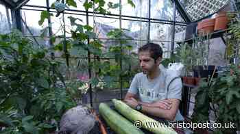 Giant vegetable fanatic grows carrots taller than children and aubergines as heavy as babies