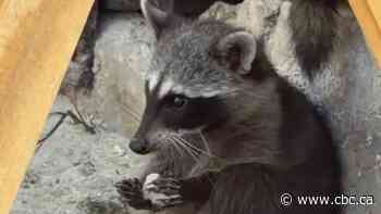 These tiny endangered raccoons make their own toys out of trash