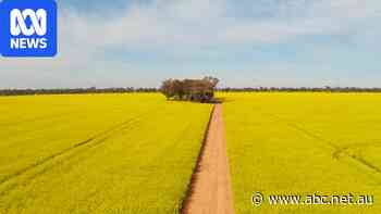 Free canola field lets tourists take selfies without trampling crops