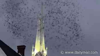 Thousands of birds descend on Oregon church in chilling 'End of Days' scene