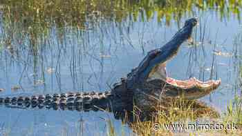 Child makes miraculous escape from jaws of giant Florida alligator after entering ‘no swim zone’