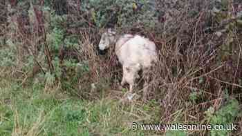 Welsh farmer convicted following 'worst case of animal neglect'