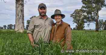 Cracker of a crop: how dream season drove beef growth from dual-purpose crops