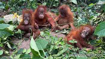 Discovery of five baby orangutans in Indian forest sparks trafficking investigation