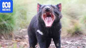 What drove the Tasmanian devil out of northern WA?