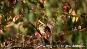 Hecke im Herbst: Jetzt Rückzugsorte für Vögel schaffen