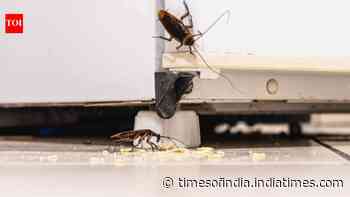 7 simple ways to keep cockroaches out of your home