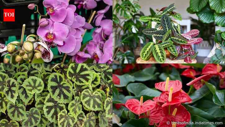 Balcony gets only morning sunlight? These 5 exotic plants can still turn it into a lush green haven