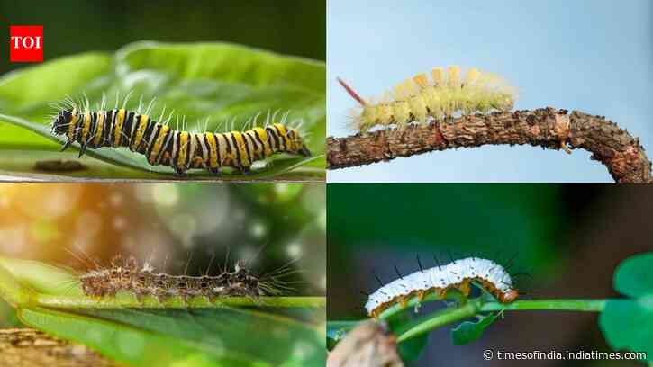 Caterpillar breeding season is here: 6 easy ways to keep them away from your garden and home