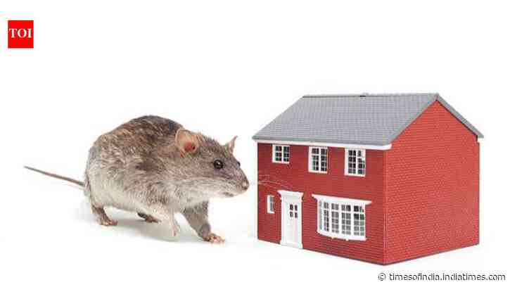 5 smart hacks to keep rodents out of your house: Simple ways to prevent mice and rats from entering your home