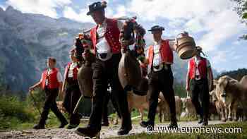 Flower-crowned cows bring Alpine tradition to Gstaad festival