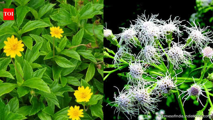 Think twice before growing these: 7 beautiful flowering plants that can spread out of control and threaten native vegetation