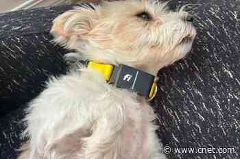Pet Tech Roundup: CNET Pet Owners Found the Best Products